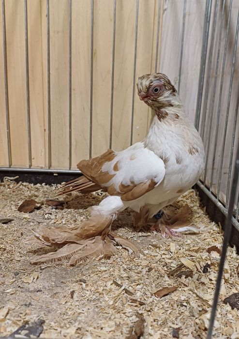 Motyl Warszawski żółty Samica