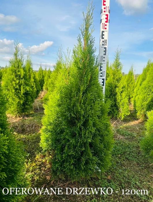 Tuja szmaragd kopana z gruntu 100 - 220cm