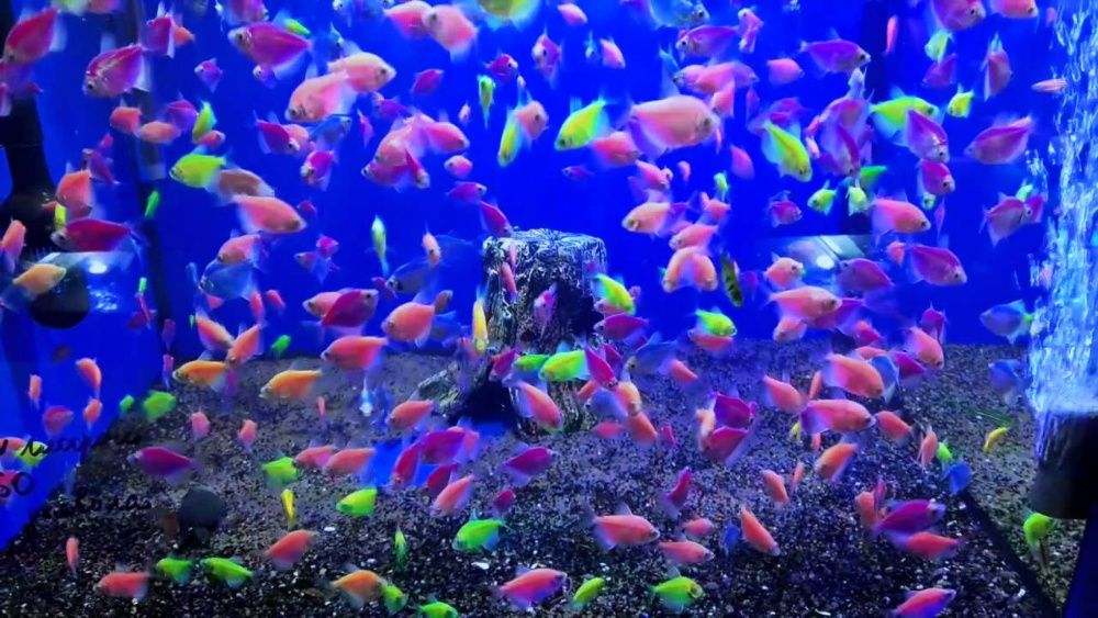 Тернеція LED всі кольори