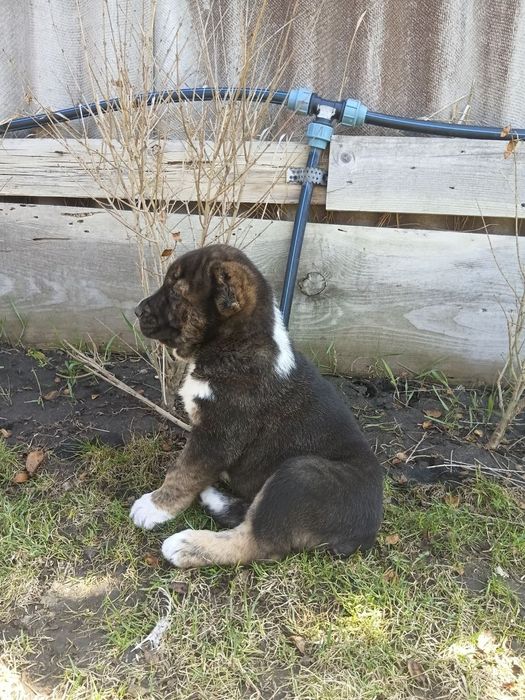 Щенки сао/алабая