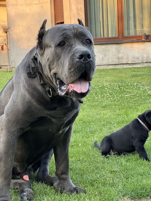Cane corso suczka czarna