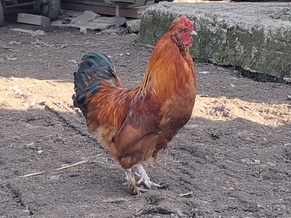 Sprzedam młode koguty