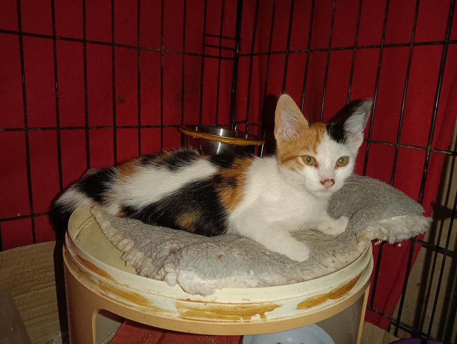 Gatinha bebé com esterilização gratuita para adoção