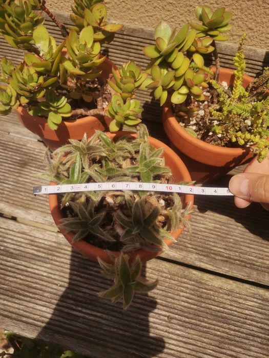 3 Vasos com suculentas variadas