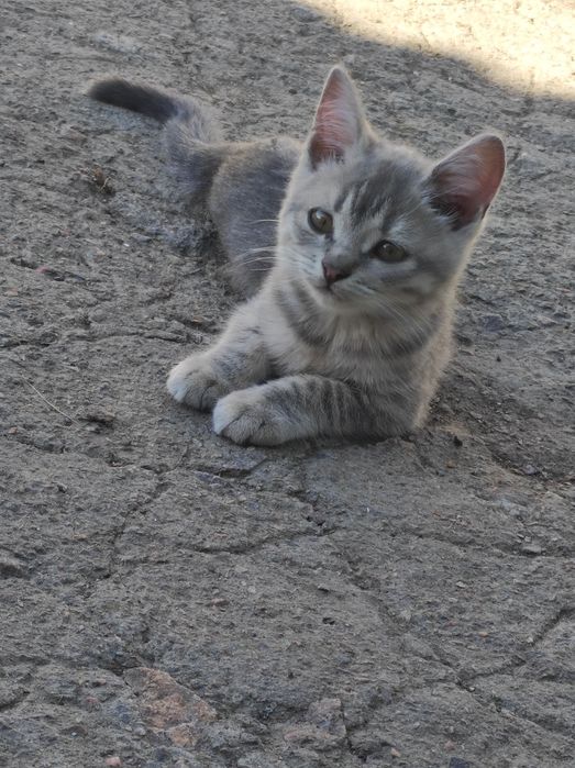 Отдам кошечку в хорошие руки
