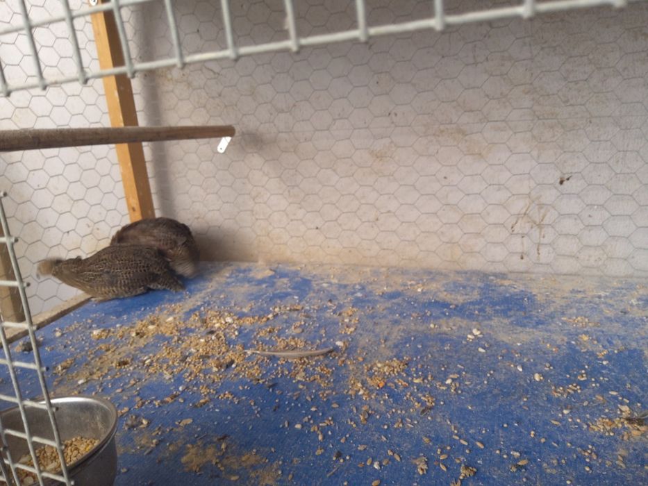 Casal de perdiz de Madagáscar