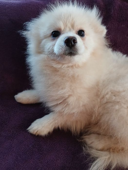 Девочка в поисках семьи