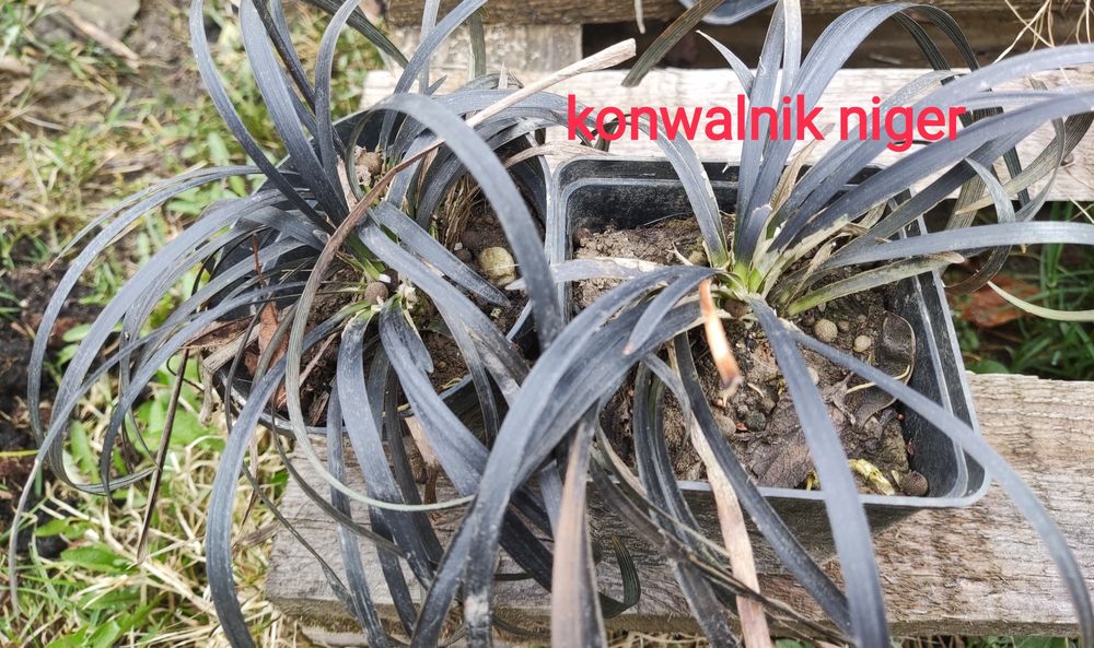 Konwalnik czarna trawa