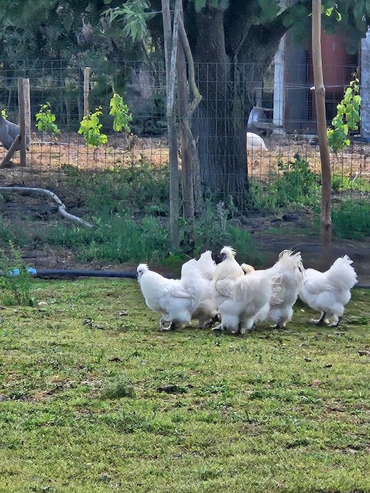 Vendo Animais da Quinta