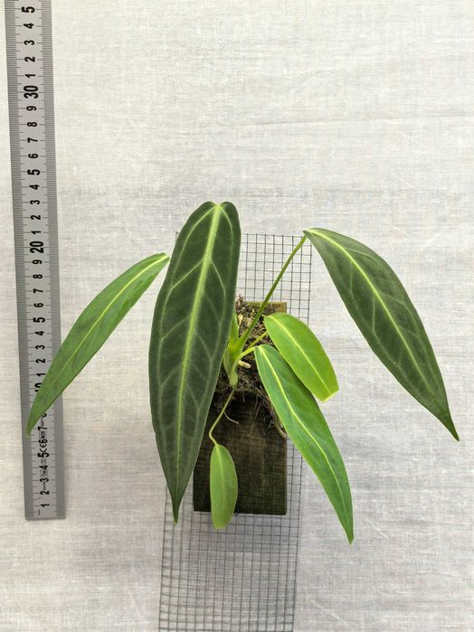 Roślina egzotyczna Anthurium warocqueanum, roślina kolekcjonerska, epifit