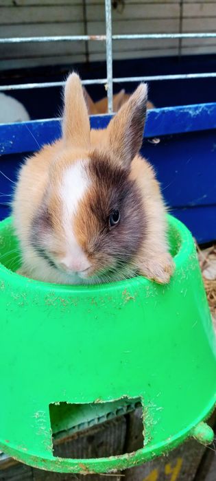 Мінні декоративні ручні кролики