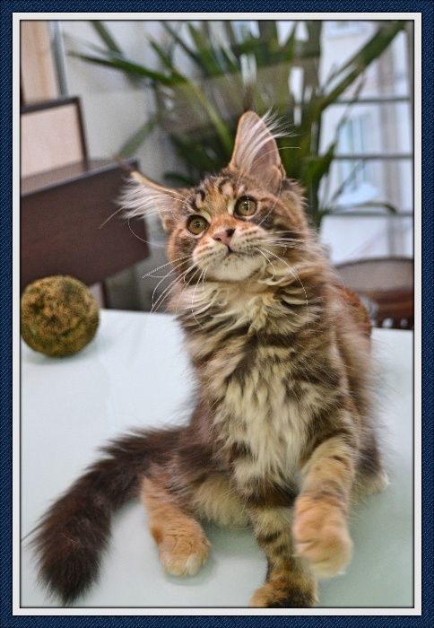 Кошечка Мейн- кун! Подарите себе счастье!