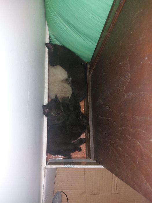 Gatinhos bebés para adoção
