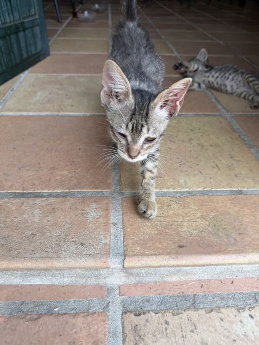 Gatinhos para adoção