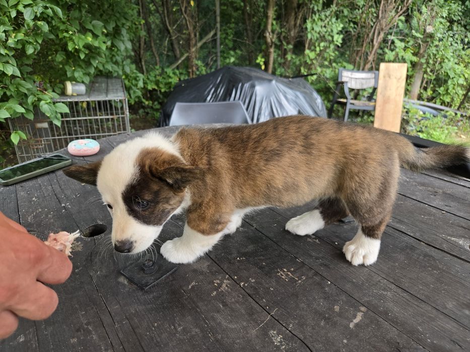 Welsh Corgi Cardigan