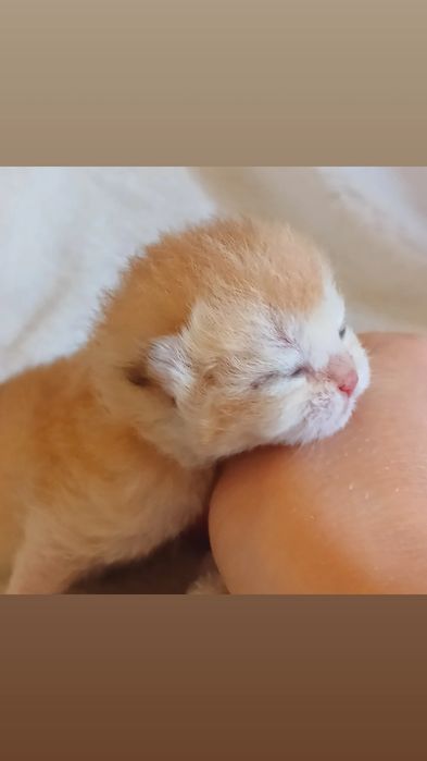 Найкращі кошенятка для родини