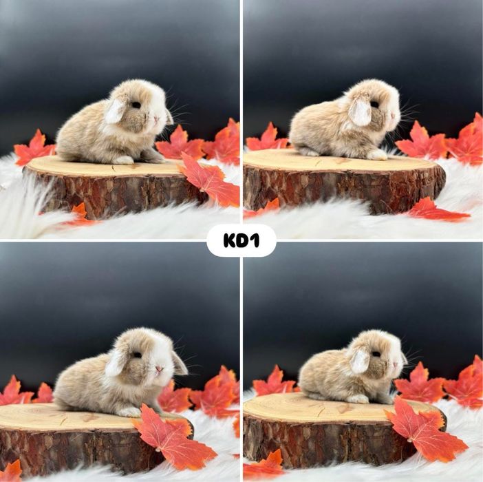 Króliki Mini Lop