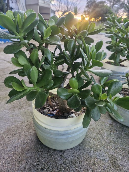 Jade Árvore do Dinheiro e da Propriedade