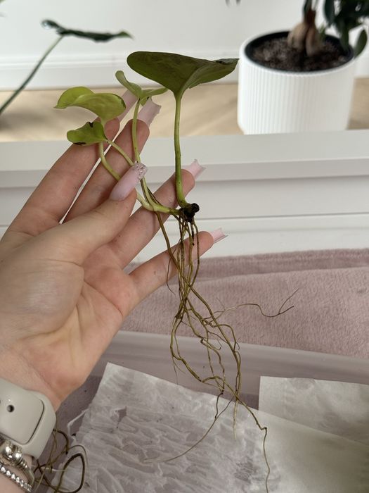 Sadzonki epipremnum lemon lime