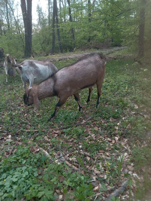 Продам англонубійських козлят.