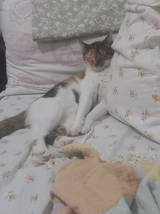 Doação de gata meiga