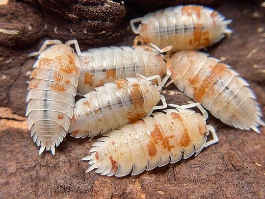 Porcellionides pruinosus orange dalmatian ekipa sprzątająca 10szt.