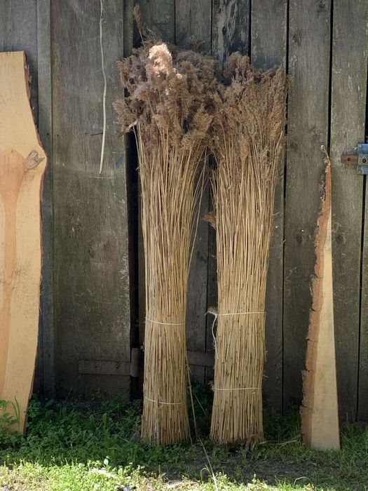 Продам очерет ,покрівельний очерет