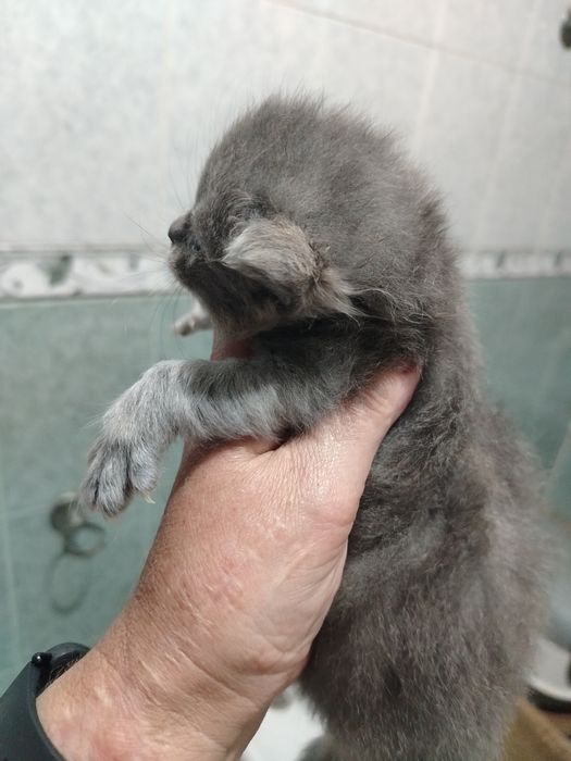 Lindíssima  menina persa blue