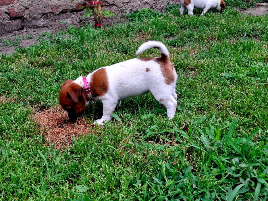 Suczka Jack Russell Terrier FCI ZKwP