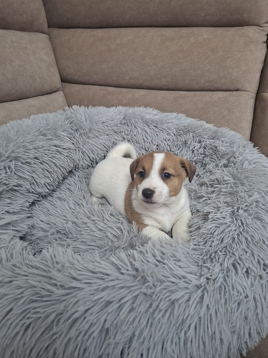 Śliczny piesek Jack Russell Terrier