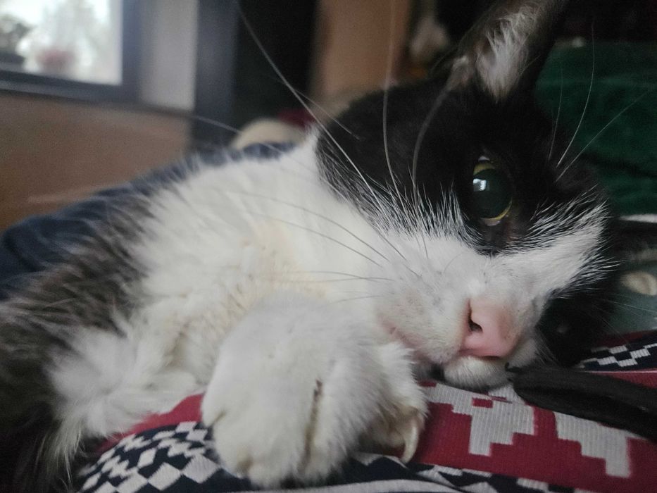 Wystawia łapki i obejmuje całym sobą,Dieguś zna dużego psa ,trzyletni