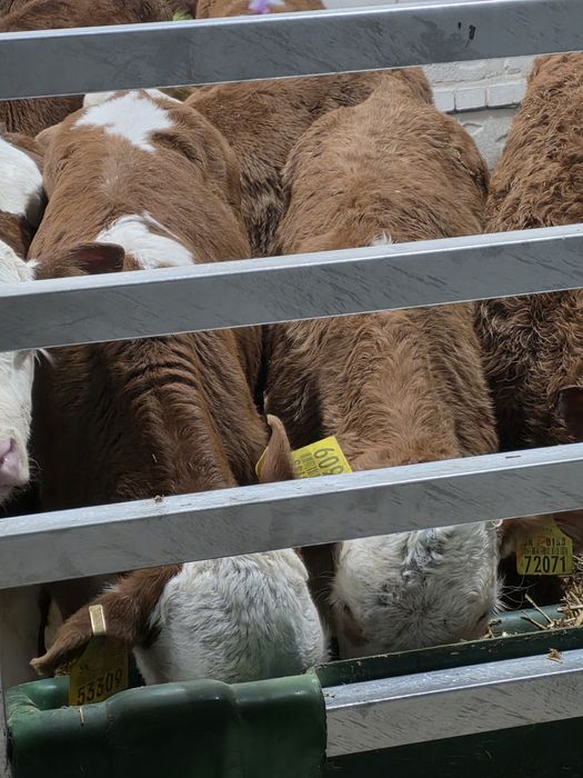 Byczki simentale 10 sztuk