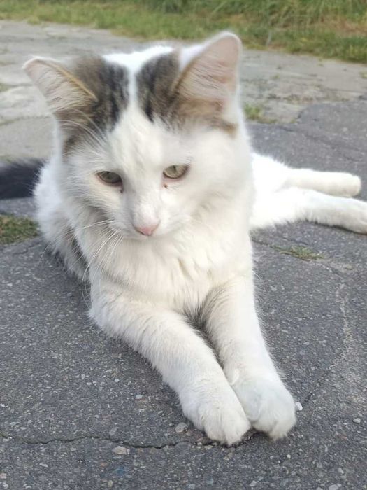 Chłopaki do wzięcia - Czipi i Pipi