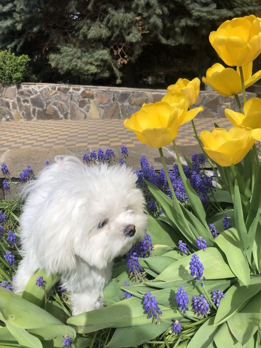 Вʼязка мальтезе