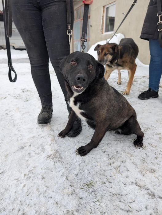 Gratka sunia do adopcji