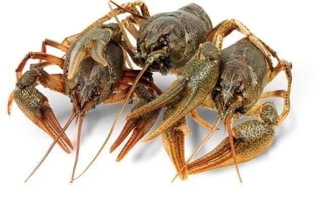 Раки в Луцьку по доступним цінам