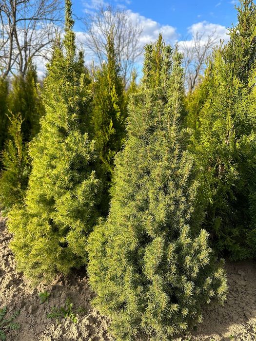 Коніка канадська