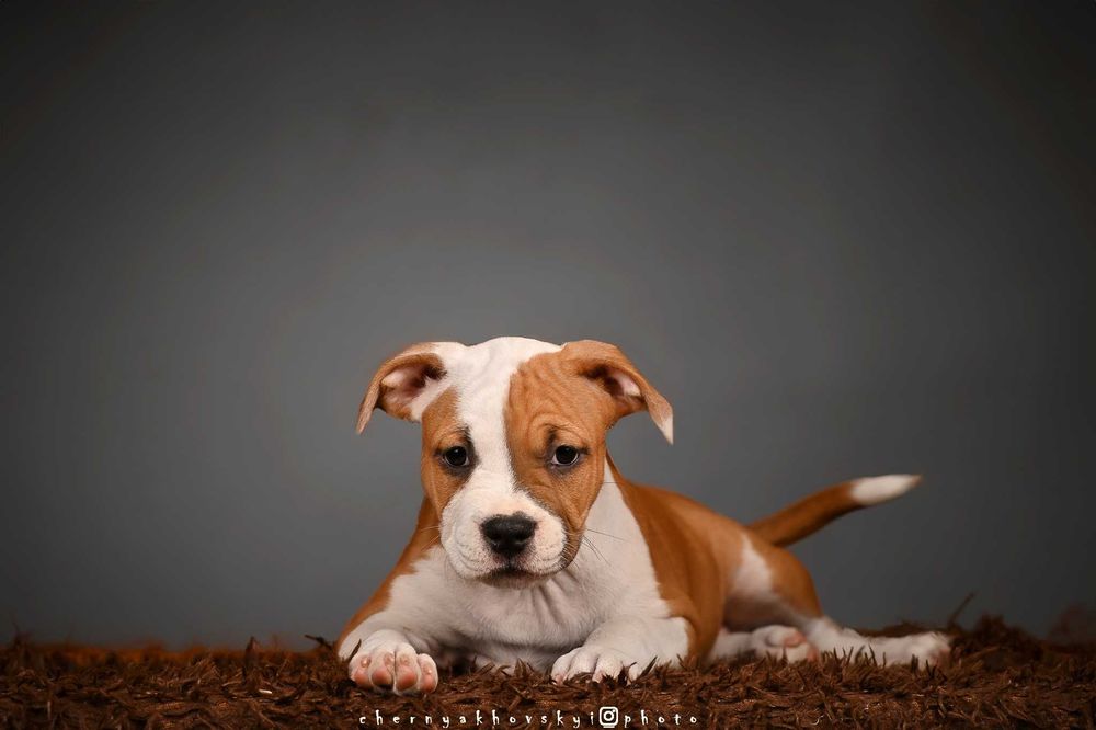 Щенки Амстафф КСУ-FCI № 1 в Украине