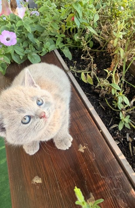 Liliowy Kot Kocurek Brytyjski