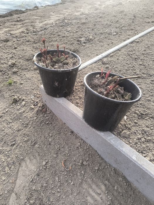 Piwonia chińska, różowa