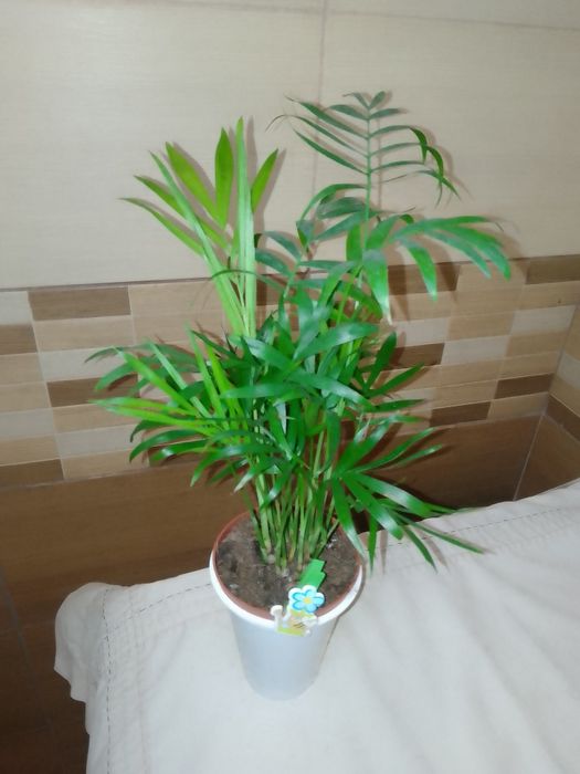 Спатифіліум Жіноче щастя, Хамедорея, Плющ