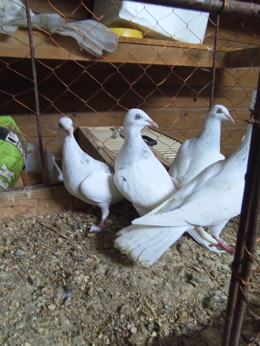 Perłowe wyloty/białyogon