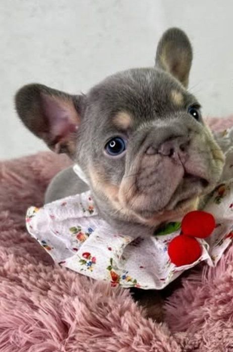 Блакитна булочка . красуня