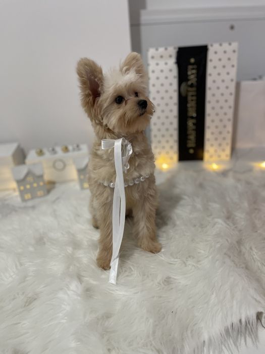 Помапу — Наймякші лапки цього літа