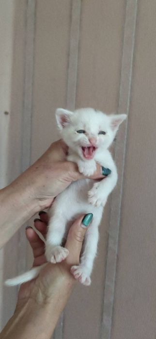 Кошенятко в родину