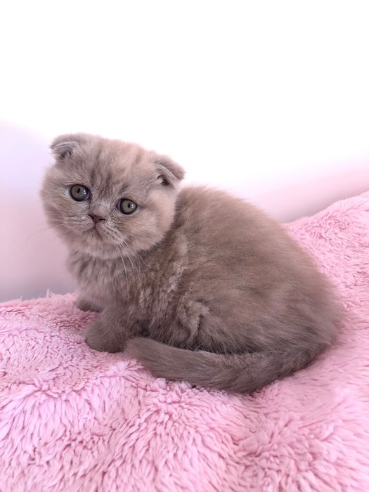 Scottish Fold Lilac