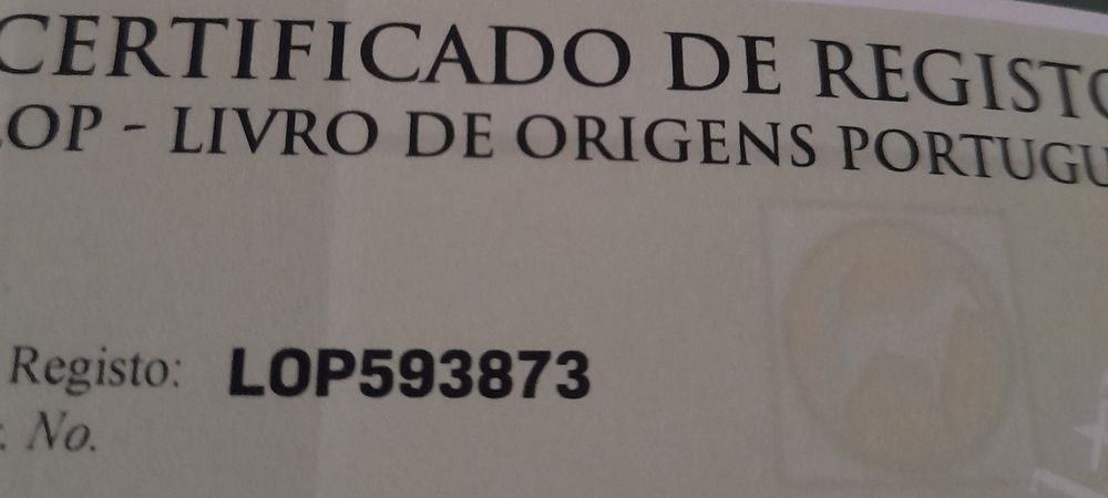 Teckel pelo comprido MINIATURA