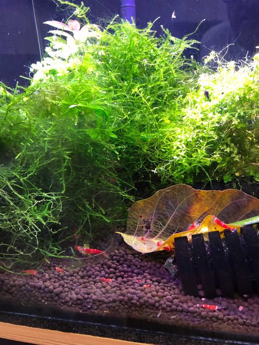 Stabilne krewetkarium