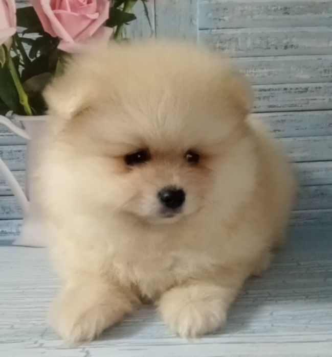 Хлопчик шпіц 2 місяці