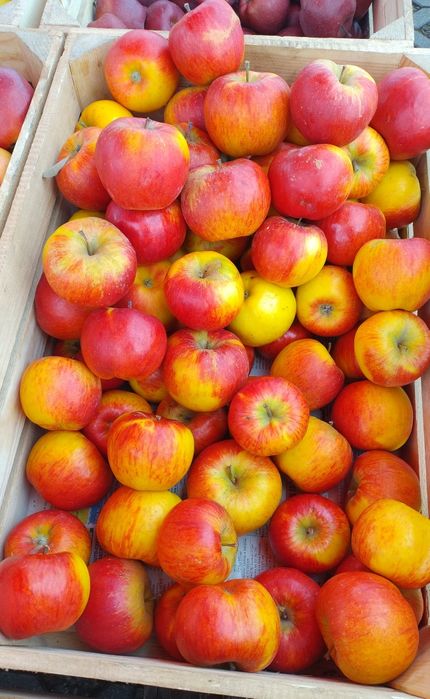 Sprzedaż jabłek z własnego gospodarstwa